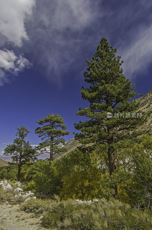 Jeffrey Pine, Pinus jeffreyi, Pine Creek, Inyo国家森林，东内华达山脉，加利福尼亚，大树，垂直图像